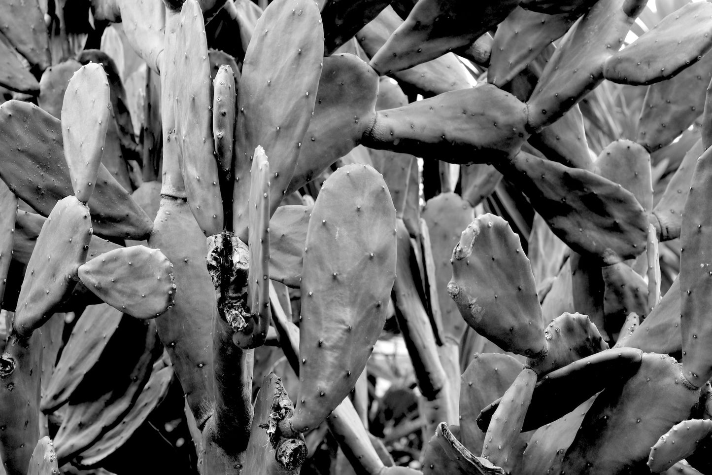 CACTUS