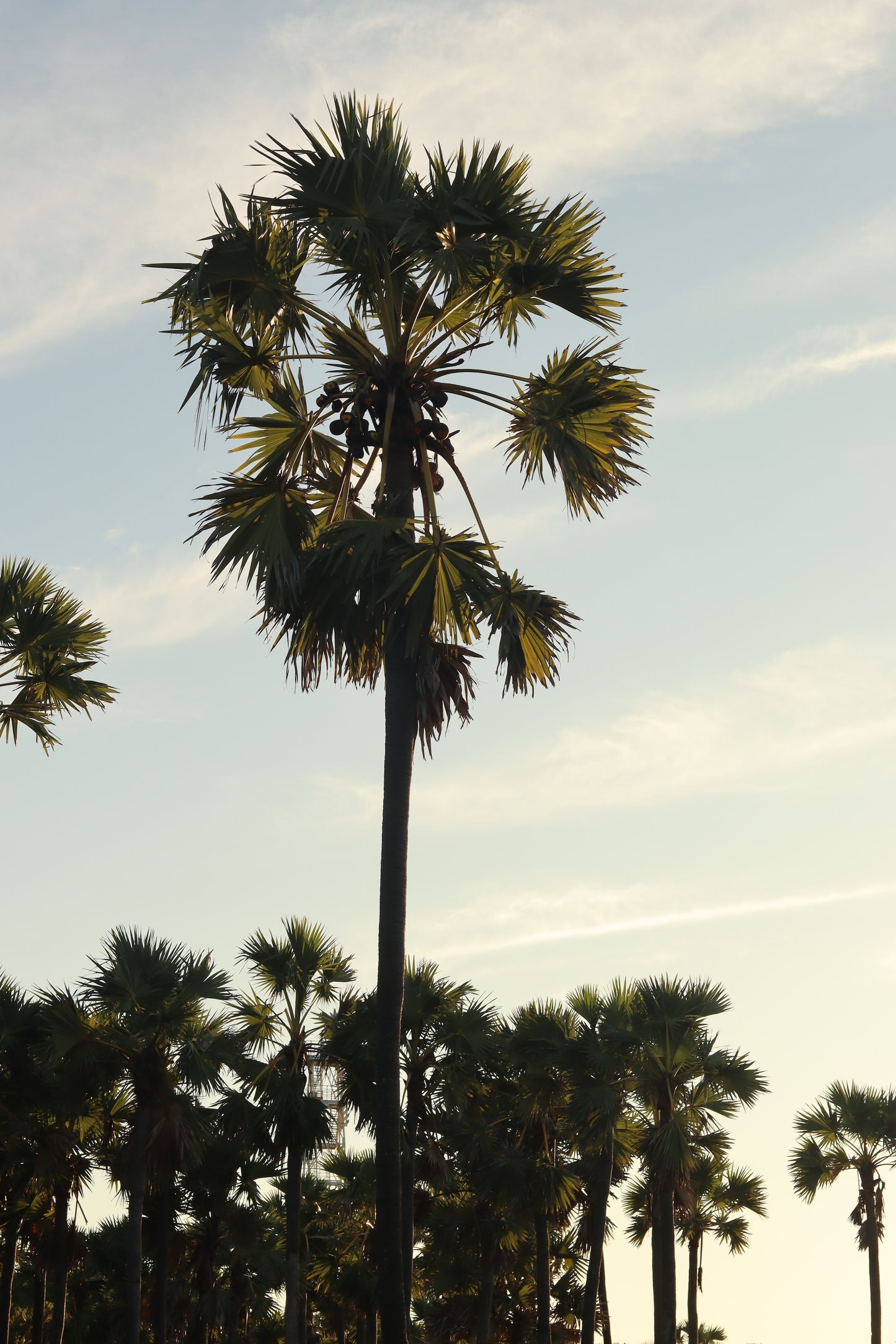 SUMBA PALM