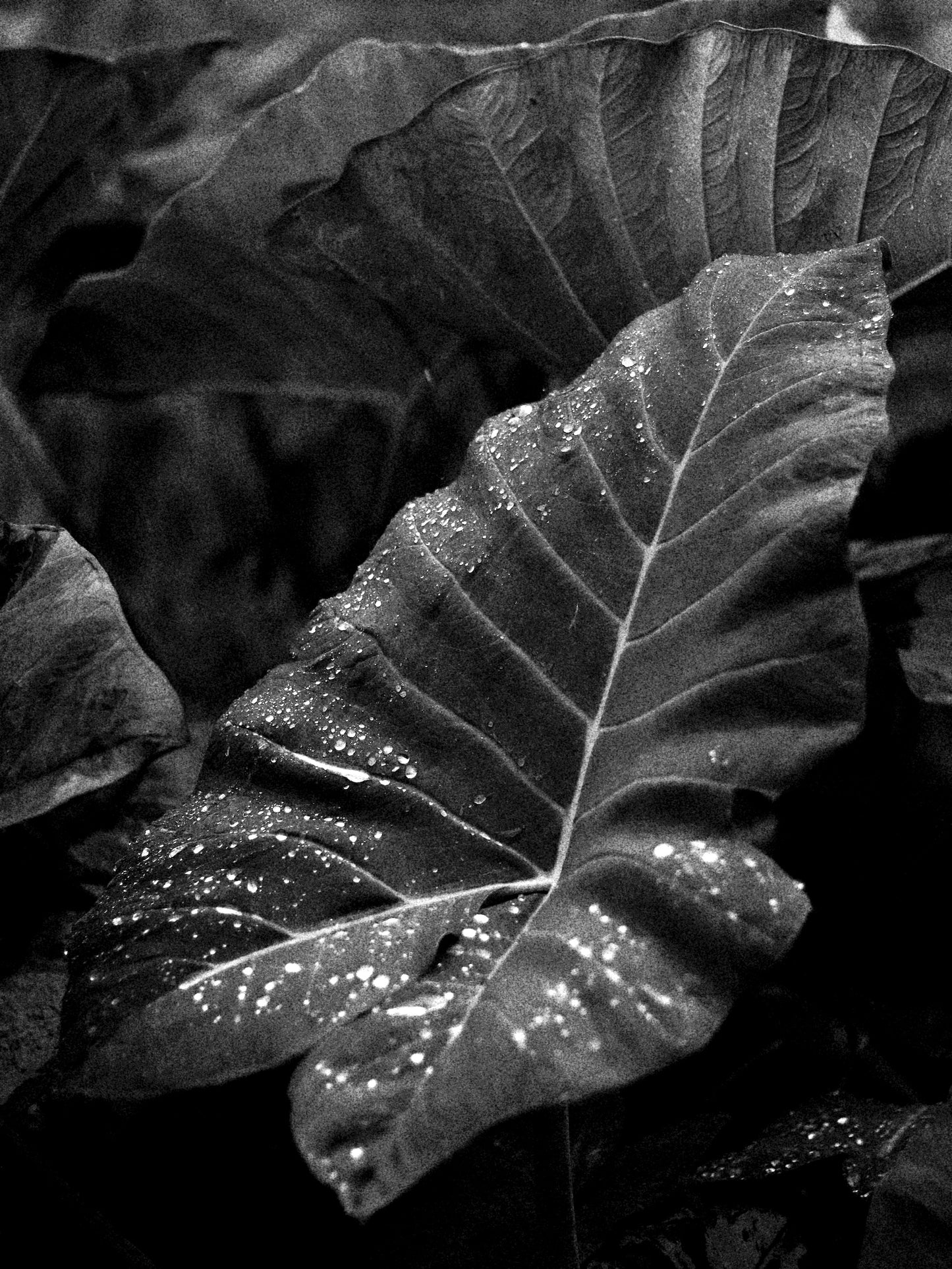 LEAF