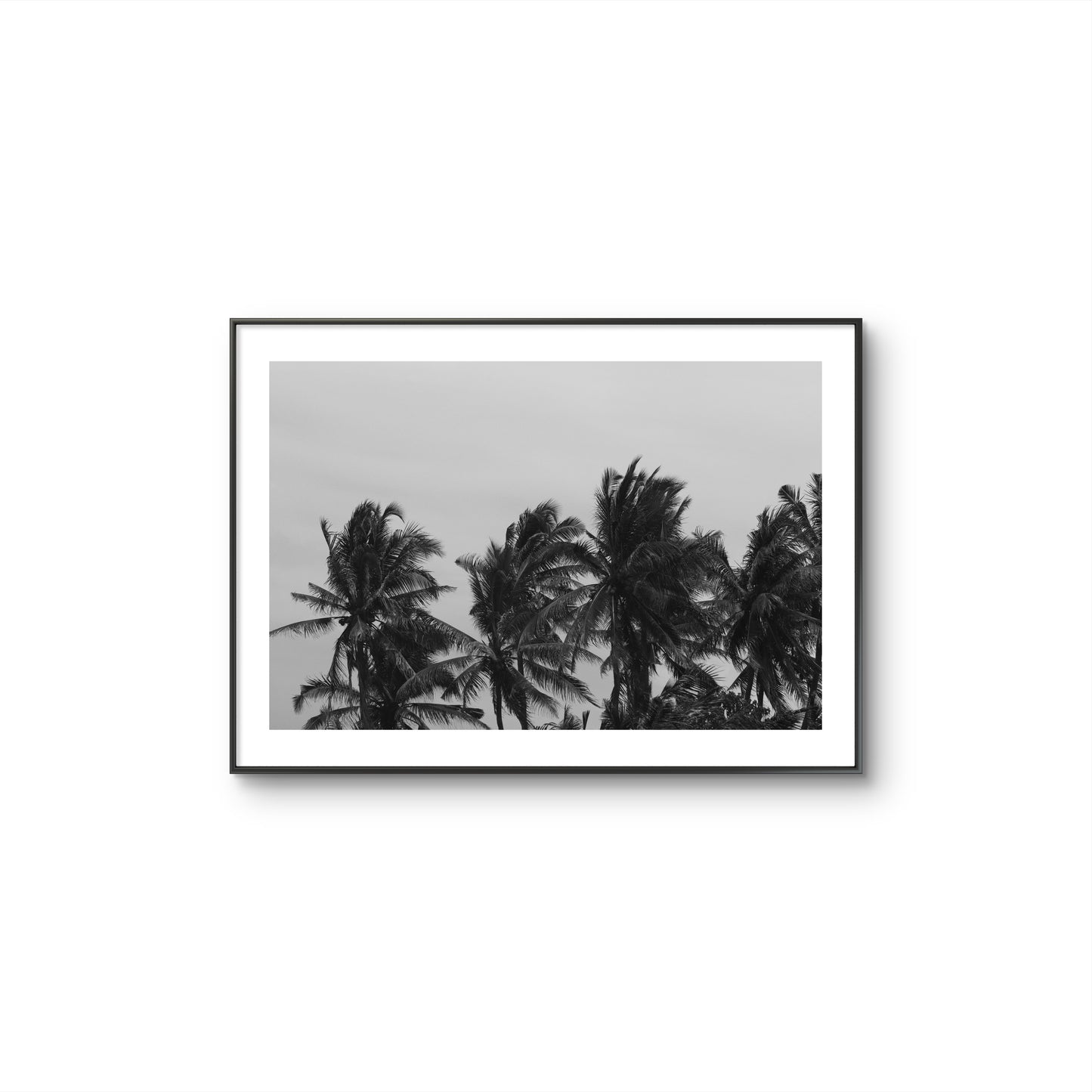PALM TREES