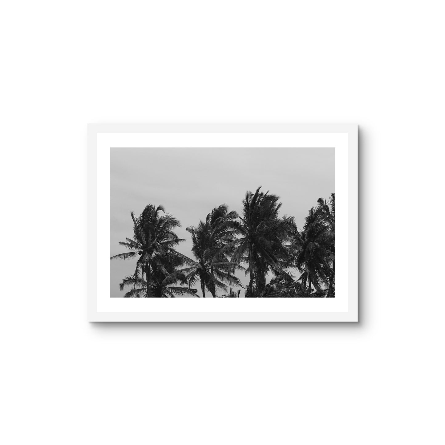 PALM TREES
