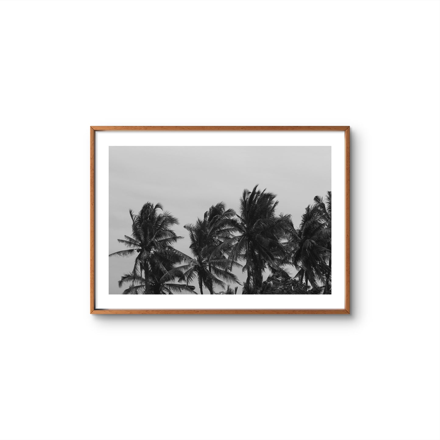 PALM TREES