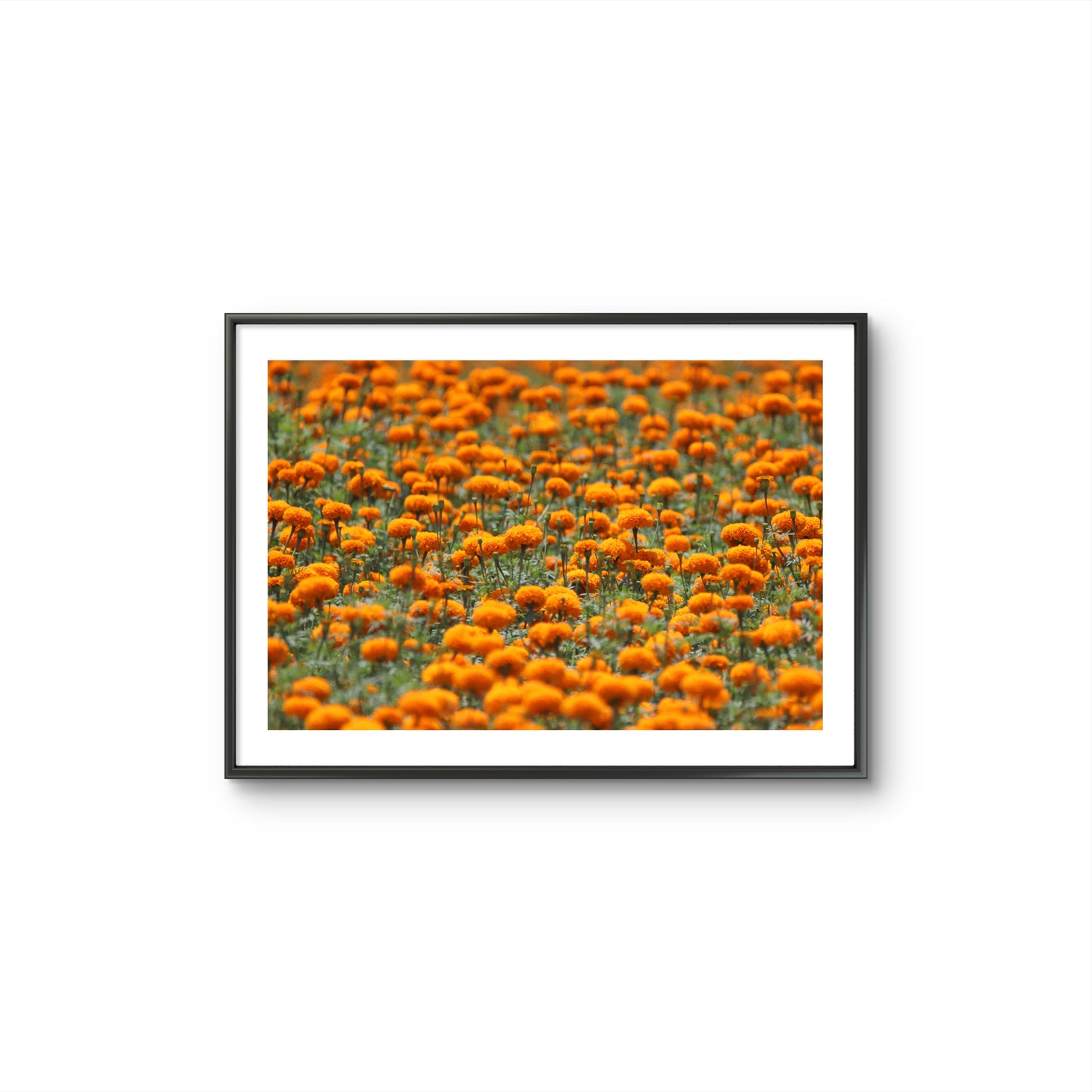 MARIGOLD