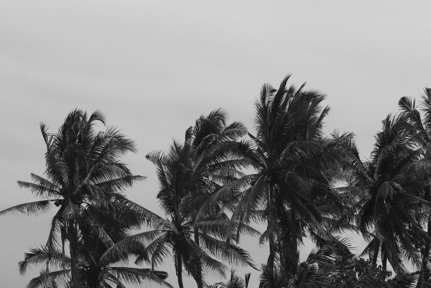 PALM TREES