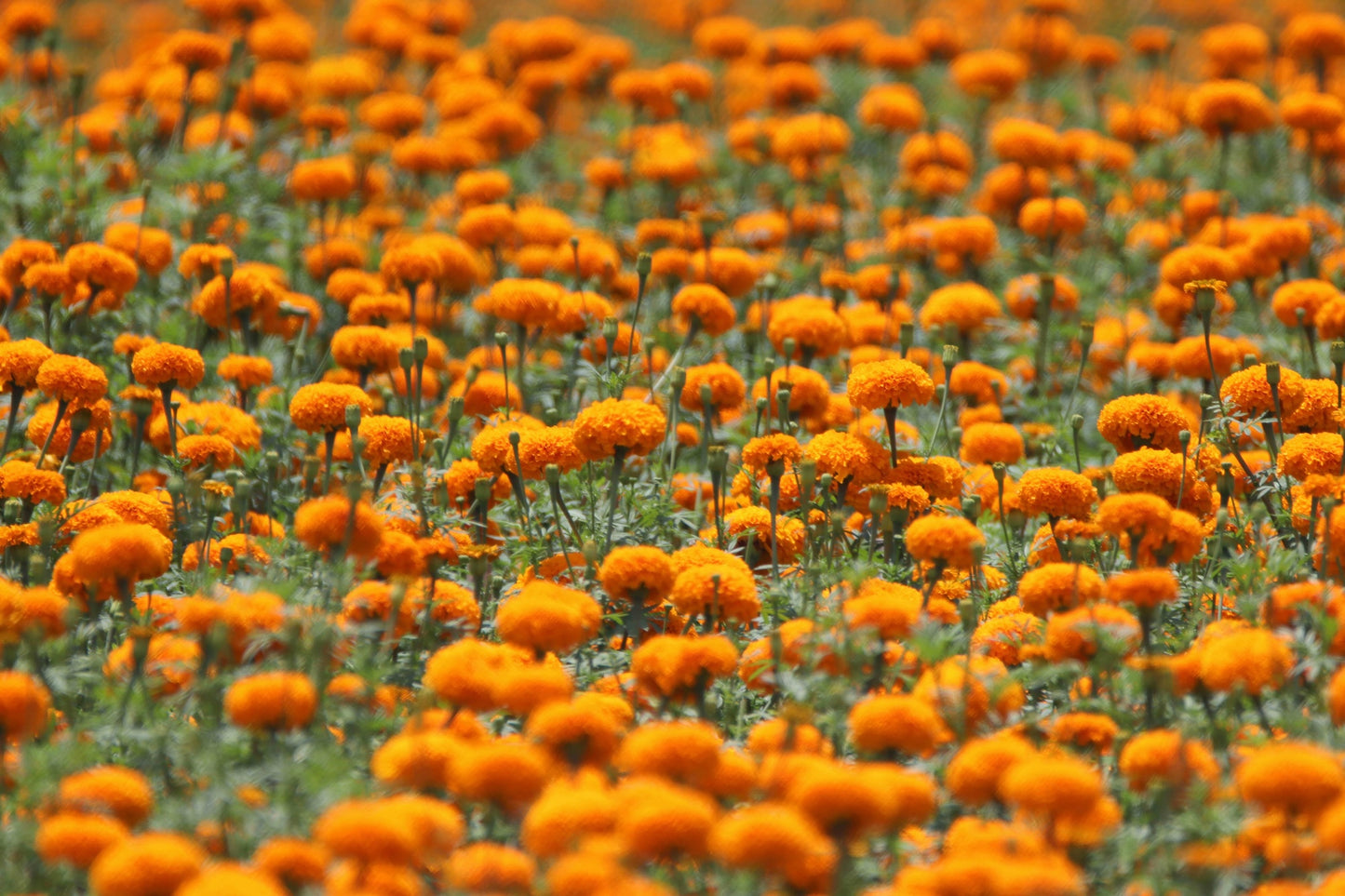MARIGOLD