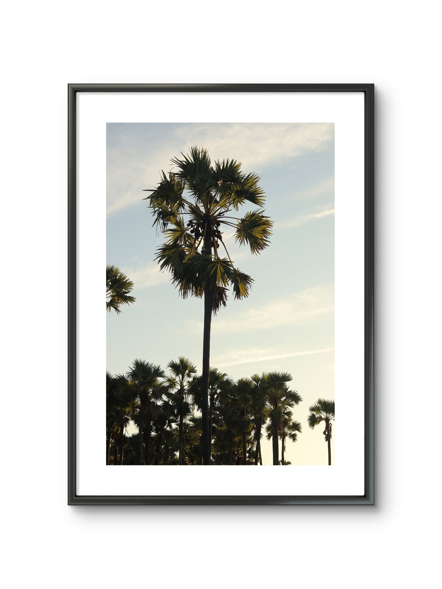 SUMBA PALM