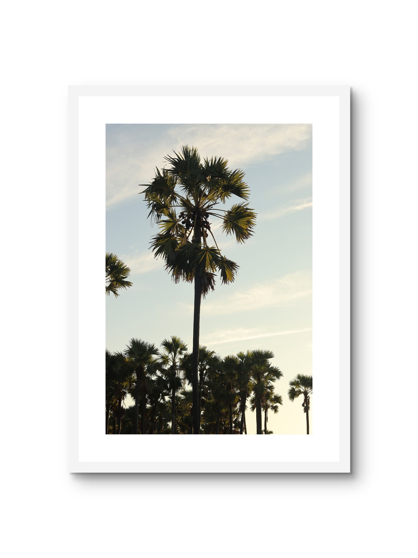 SUMBA PALM