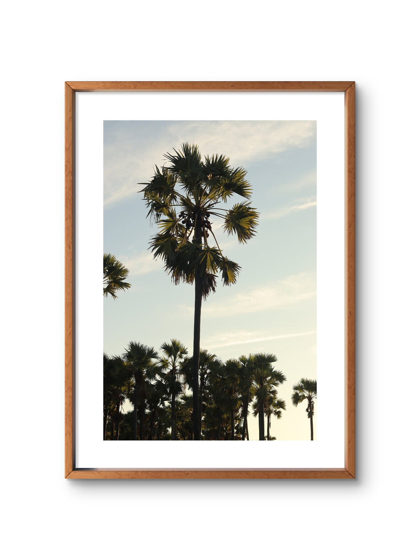 SUMBA PALM