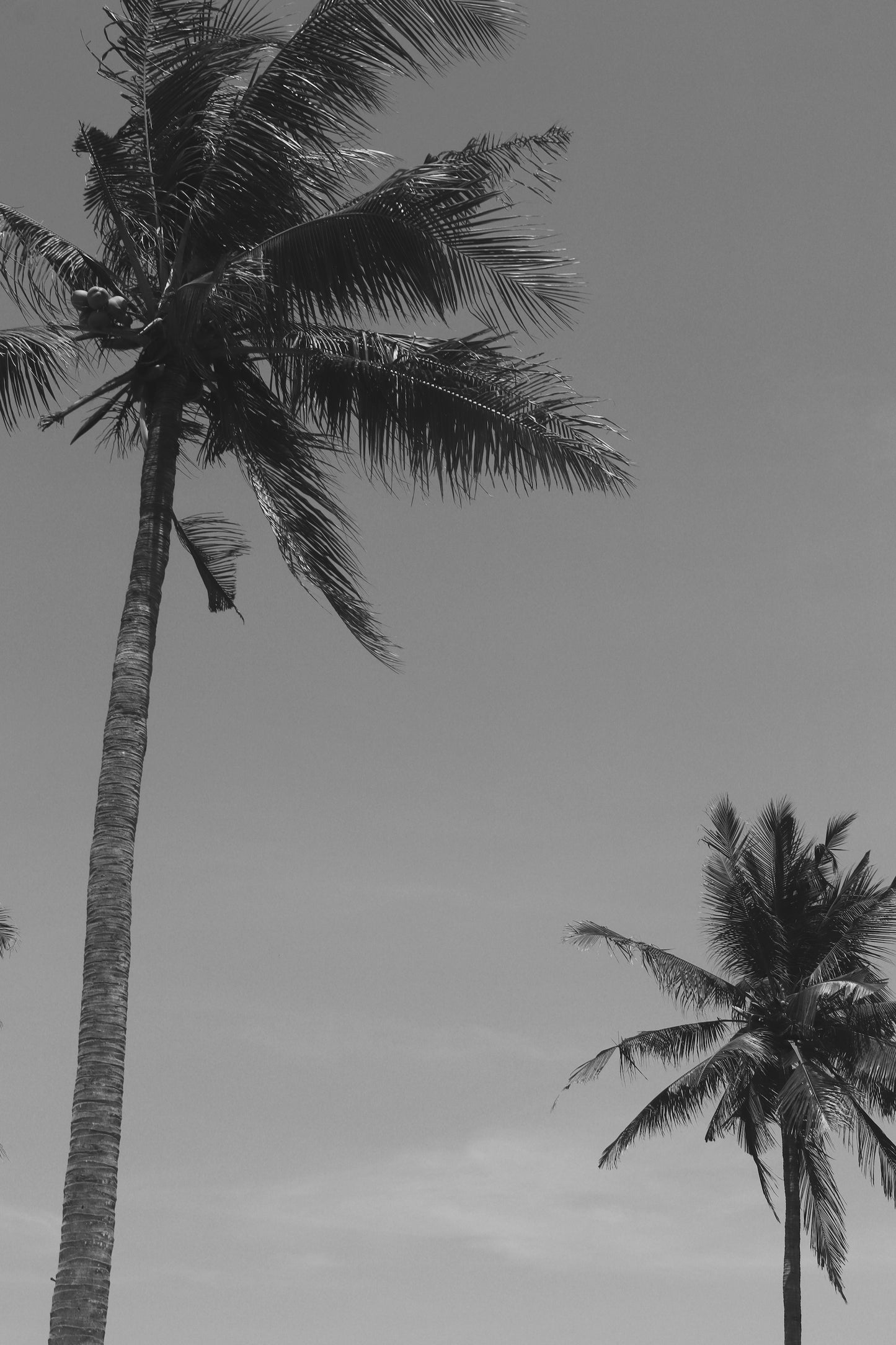 TWO PALMS