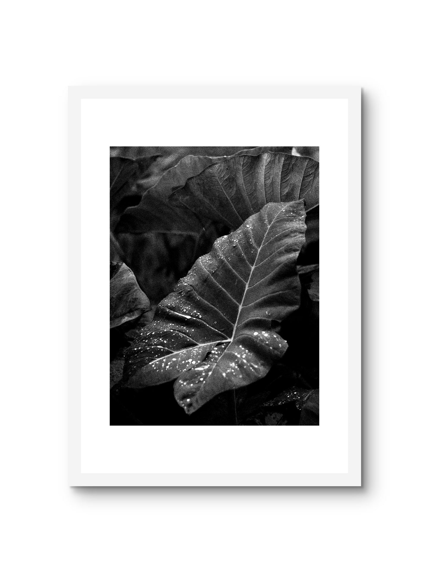 LEAF