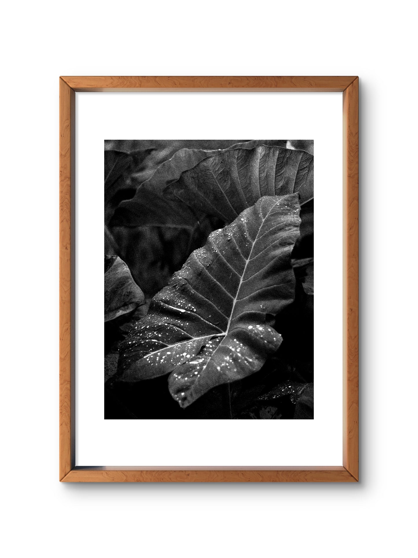 LEAF