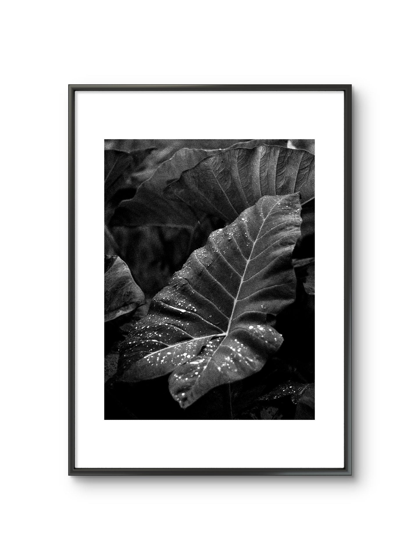 LEAF
