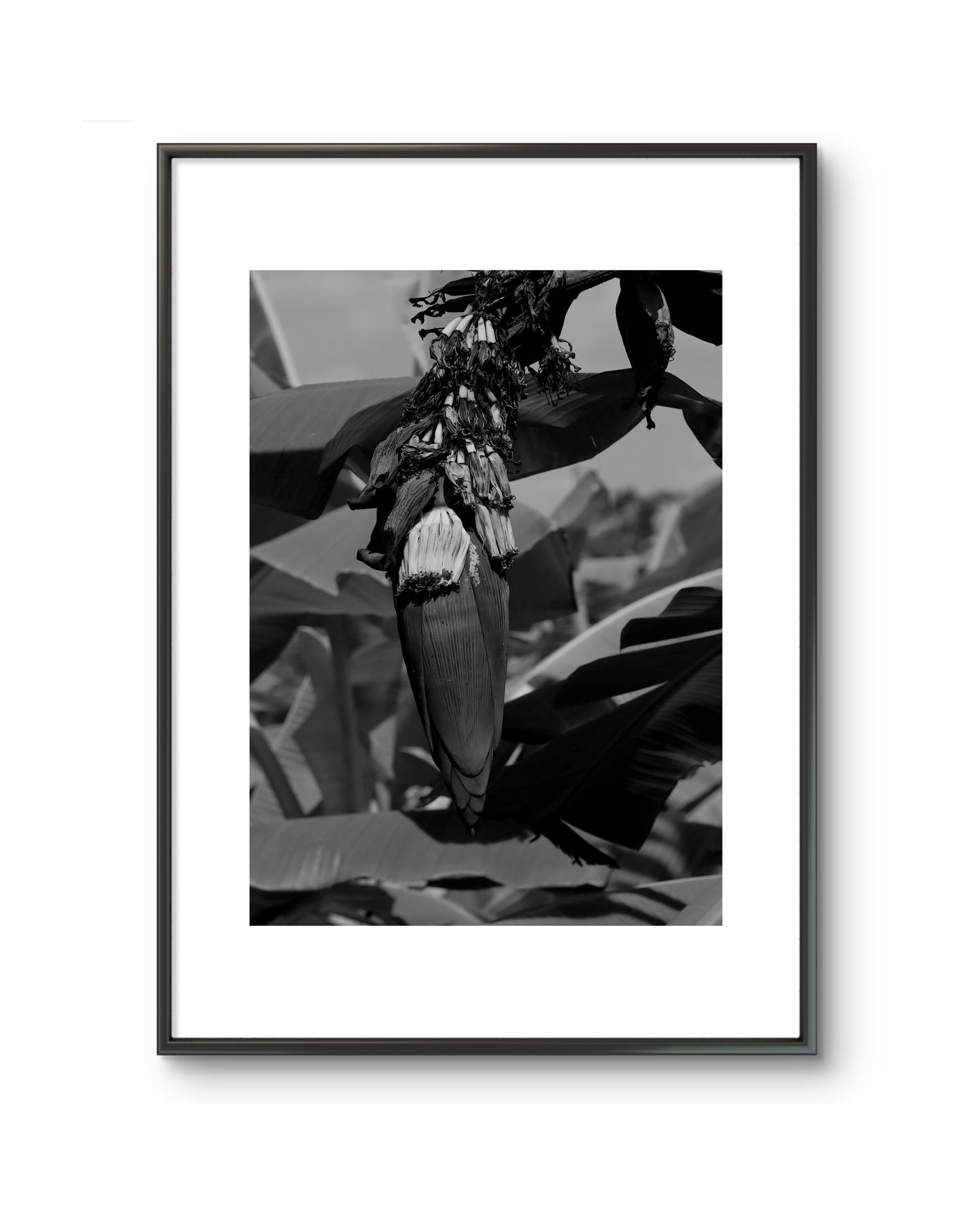 BLOSSOM B&W