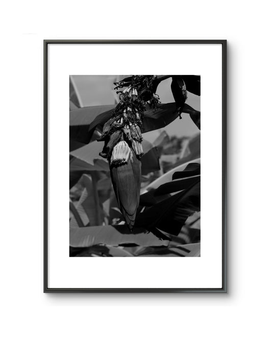 BLOSSOM B&W