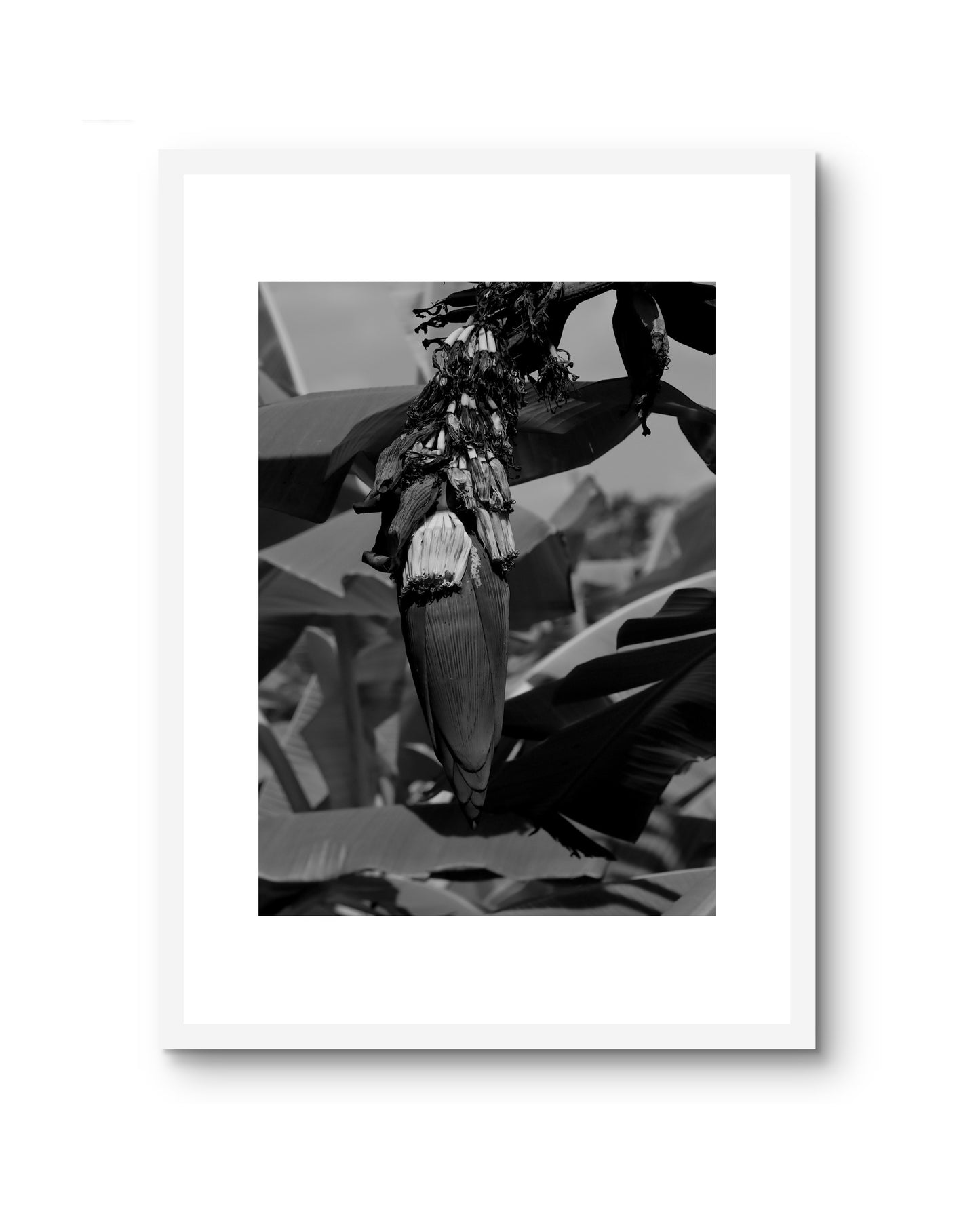 BLOSSOM B&W