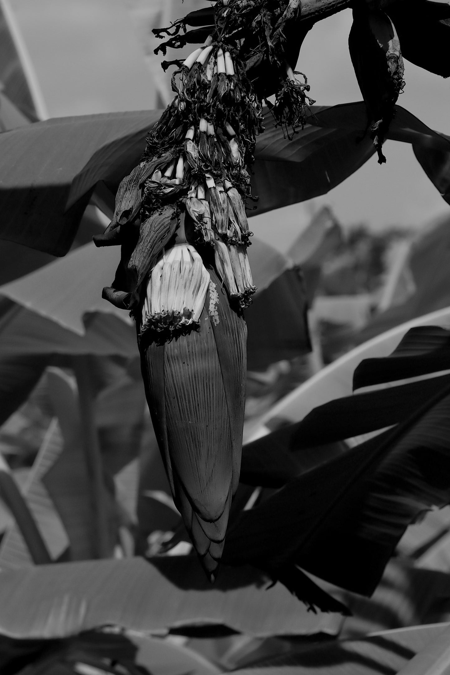 BLOSSOM B&W