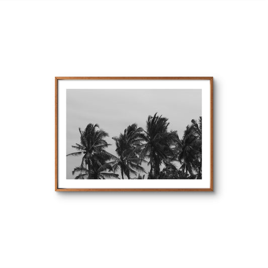 PALM TREES
