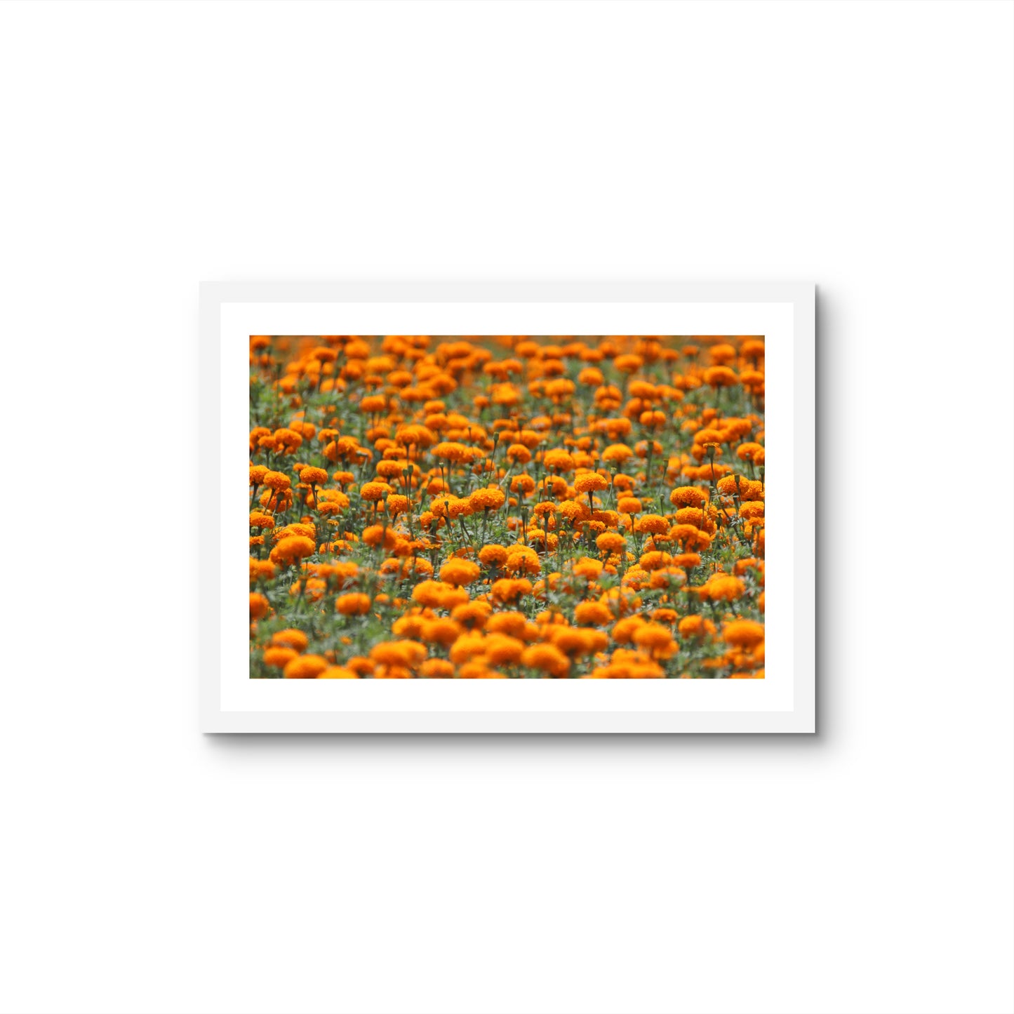 MARIGOLD