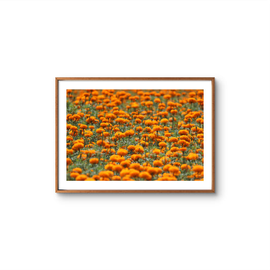 MARIGOLD