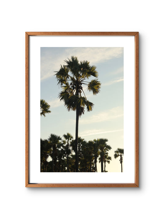 SUMBA PALM