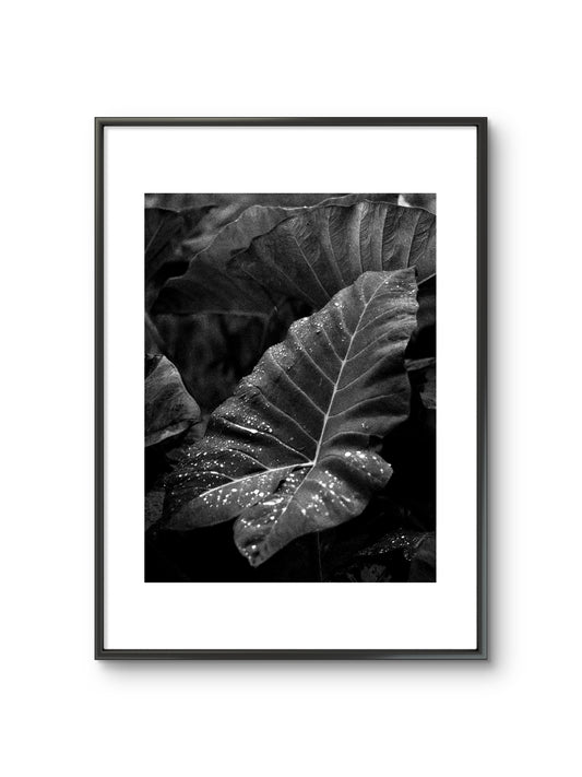 LEAF